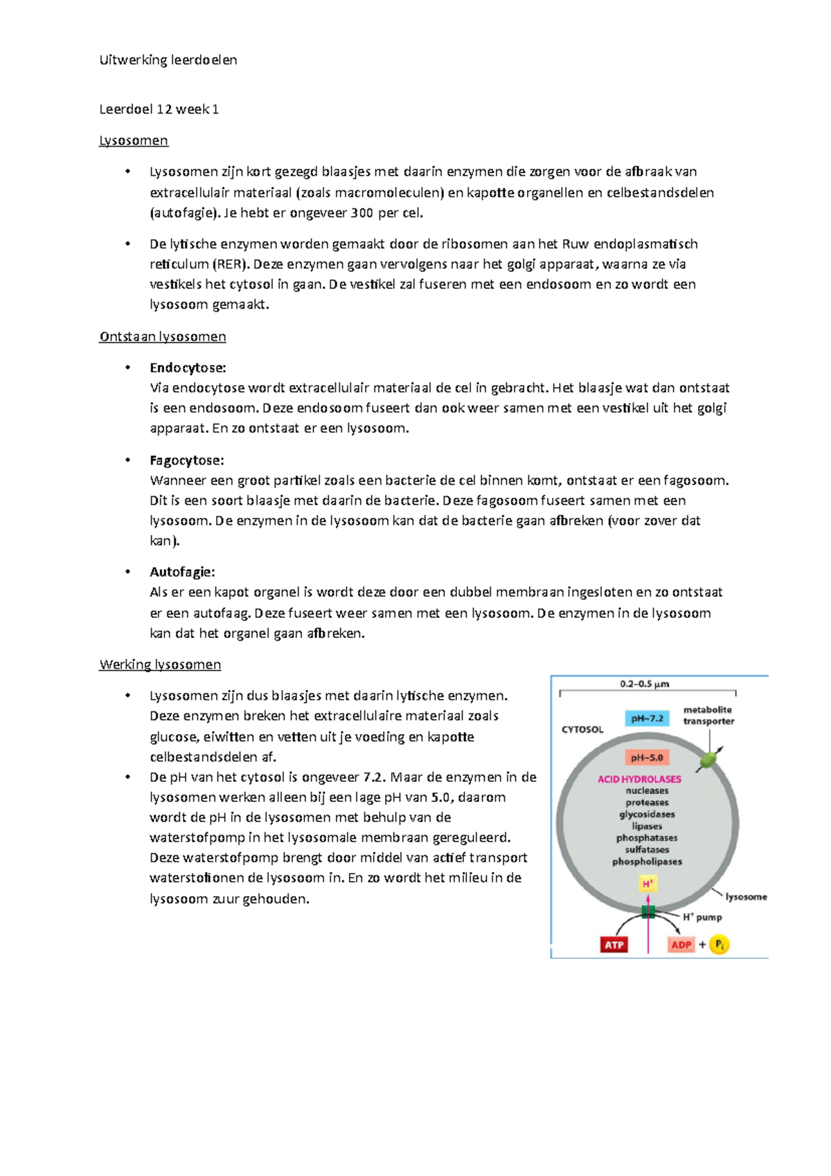 Lysosomen: Leerdoel 12 Week 1 - Functies en Werking - Studeersnel