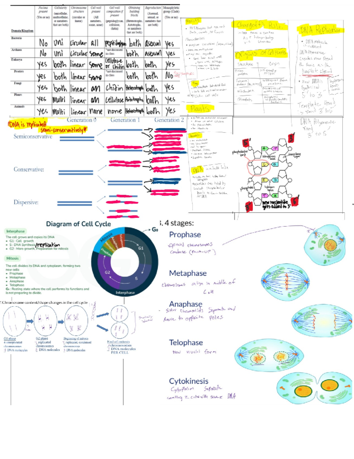 BIO 148 Final Exam Study Guide: Cell Structure & DNA Replication - Studocu