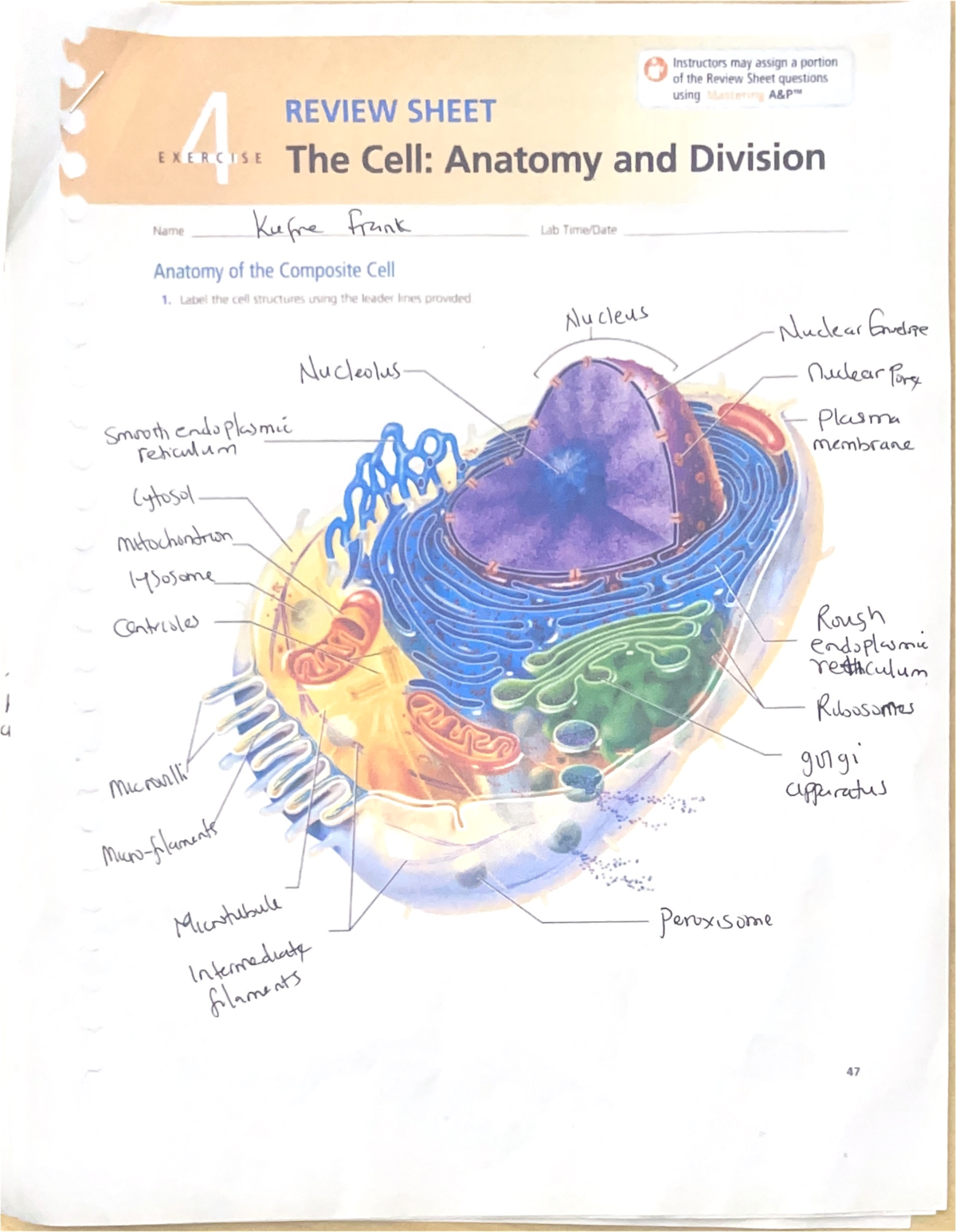Week 3 Assignment - Cell Anatomy and Division Review Sheet Notes ...