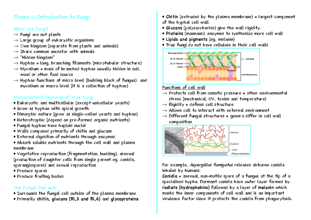 Theme 1 Summary: Introduction to Fungi – Lecture Notes - Studocu