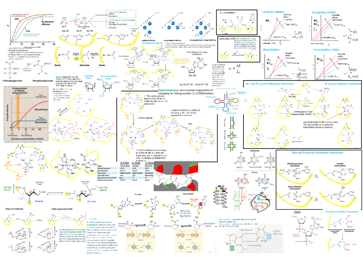 Memory 2 - summary - Hexokinase (muscle) Competitive Inhibition ...