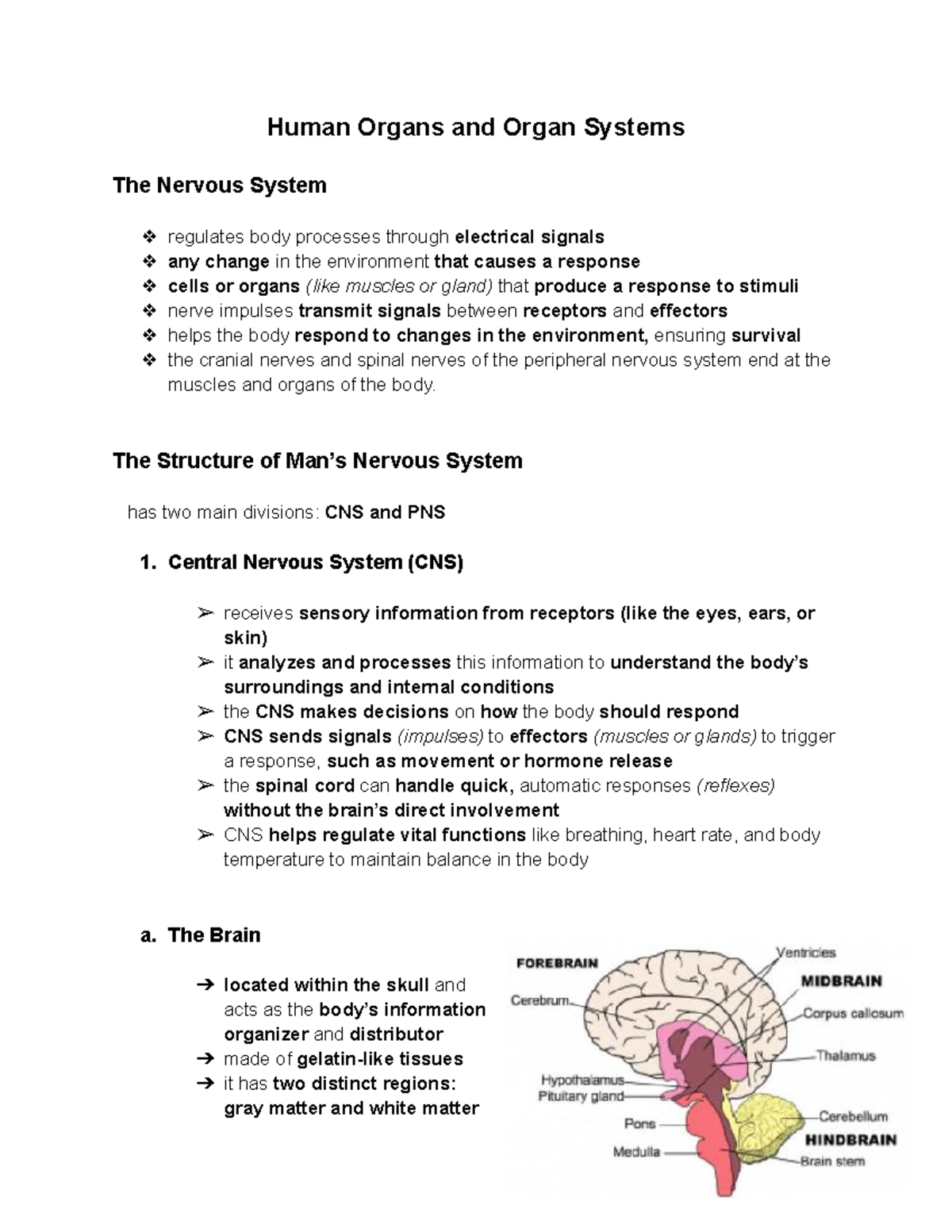 Science Module 4: The Nervous System Overview and Functions - Studocu