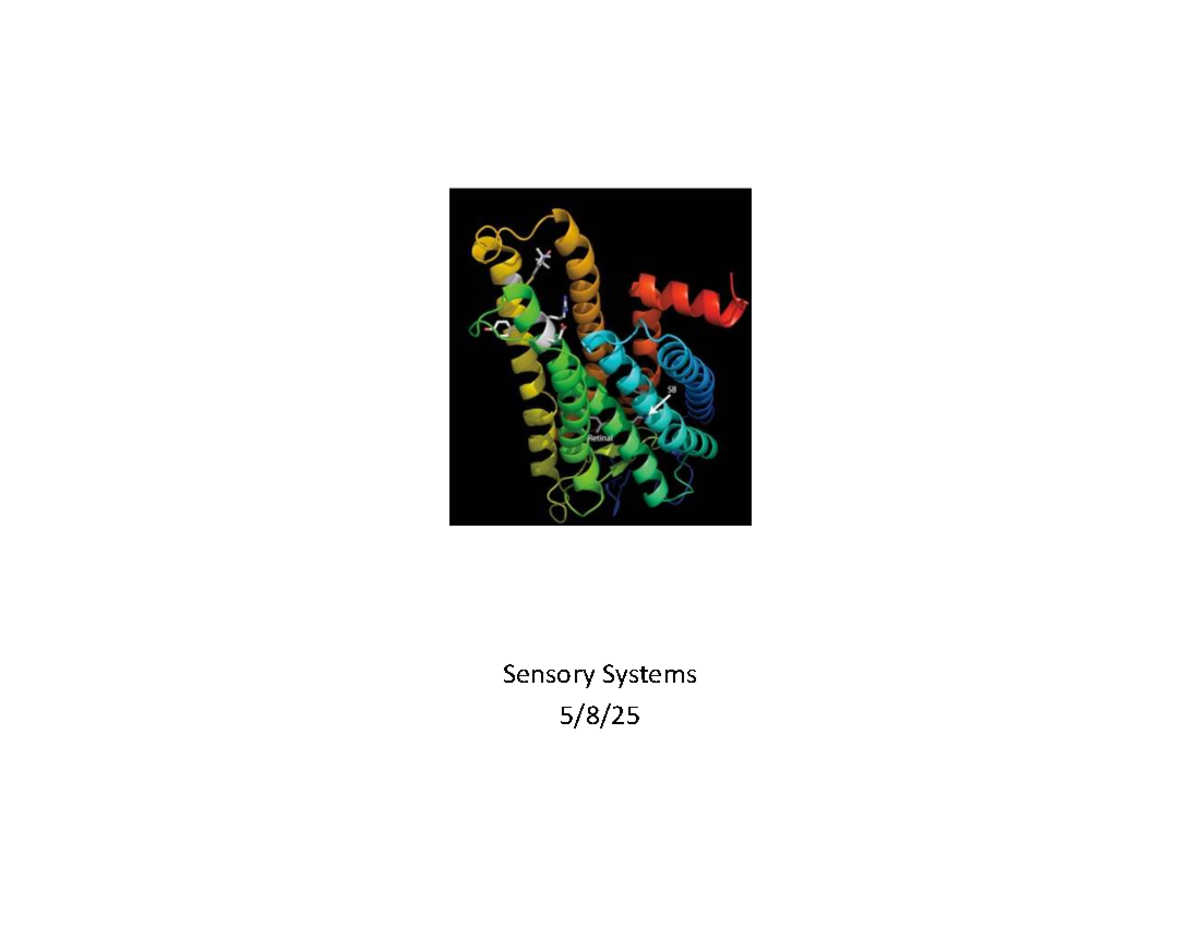 Evolution of Color Vision in Monkeys: Sensory Systems Overview (BIOL ...
