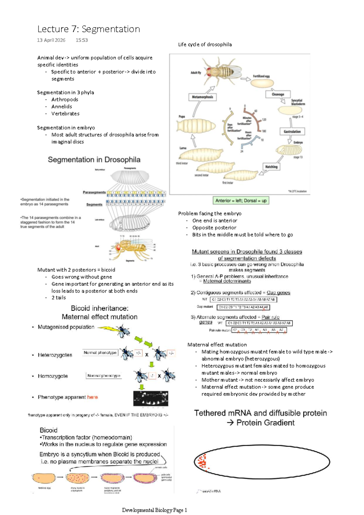 Lecture 7: Segmentation in Developmental Biology - Studocu