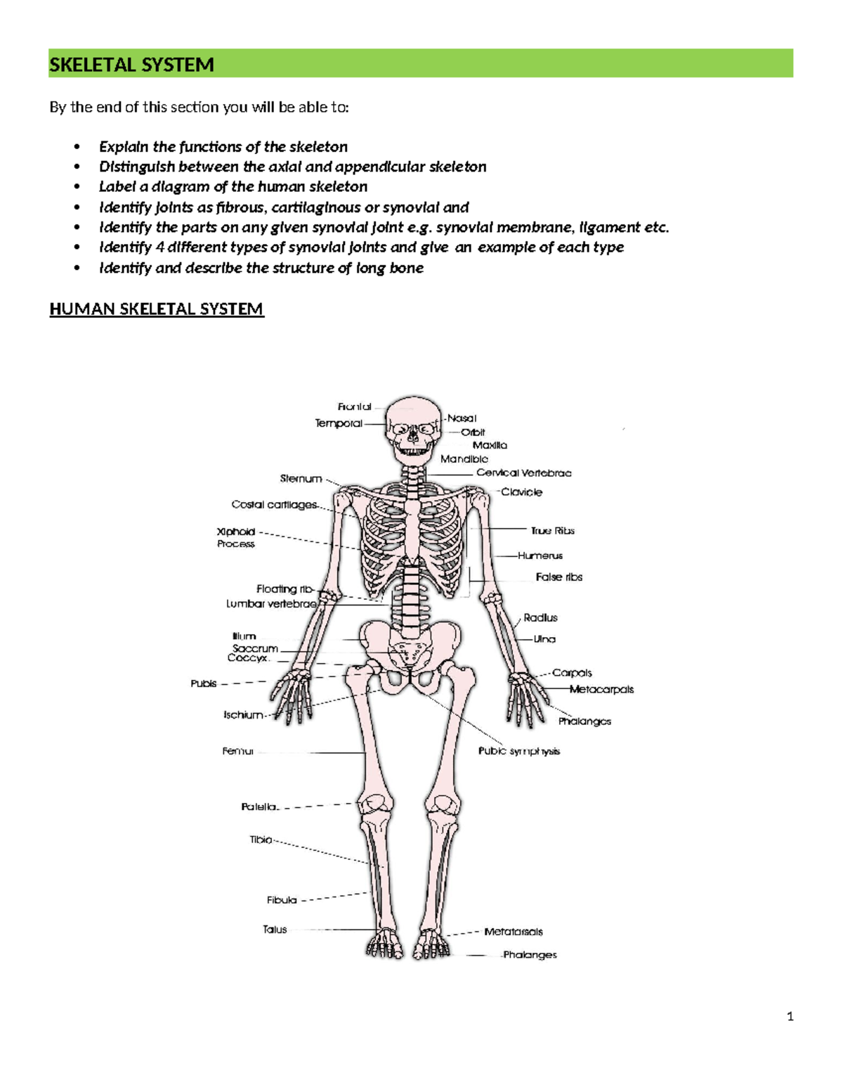 HUMAN SKELETAL SYSTEM: Functions, Joints, and Bone Structure Notes ...