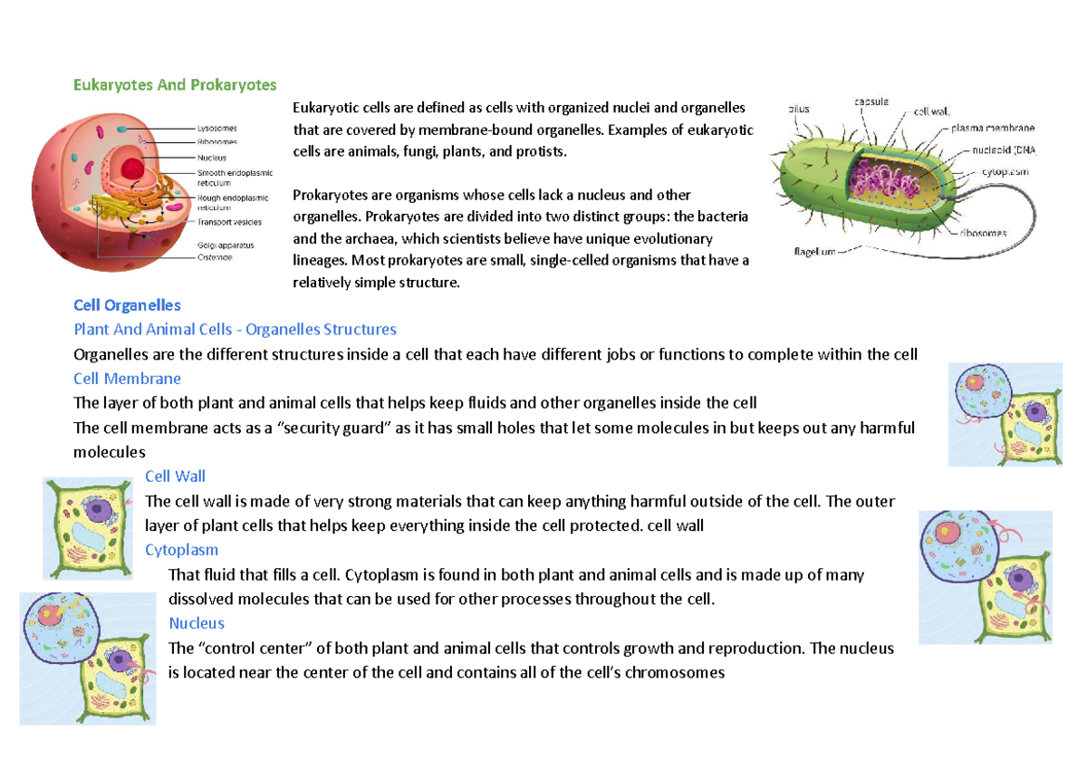 Yr 11 Bio Module 1: Eukaryotes, Prokaryotes & Cell Functions - Studocu