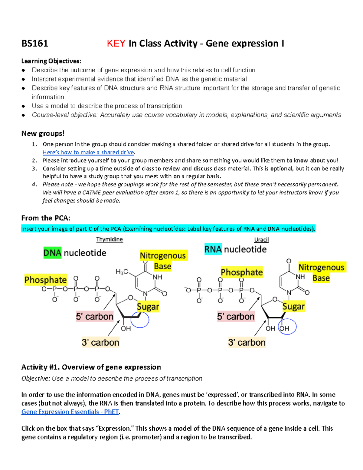 BS161 In-Class Activity: Gene Expression I & Transcription Models - Studocu