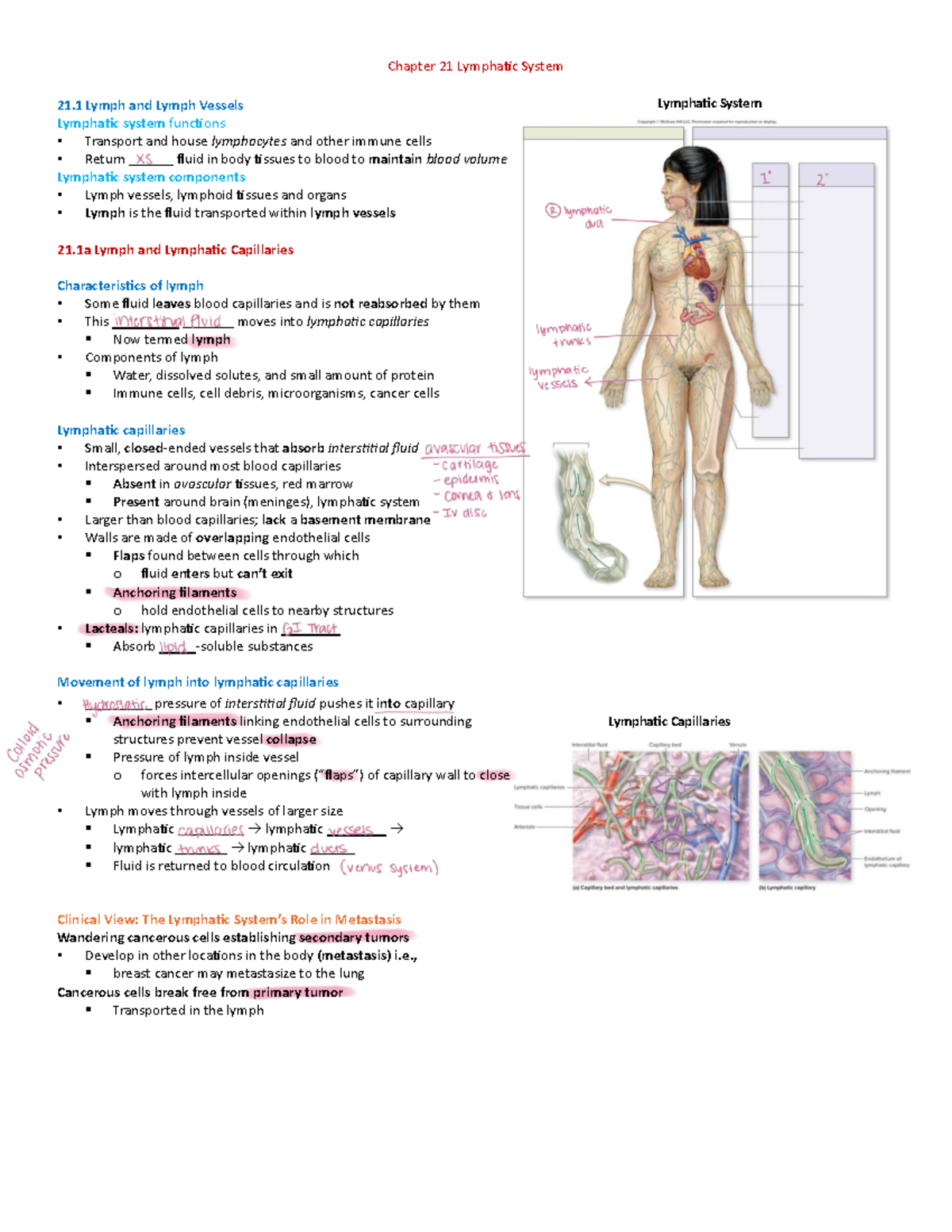 Chapter 21: Lymphatic System Overview - Studocu
