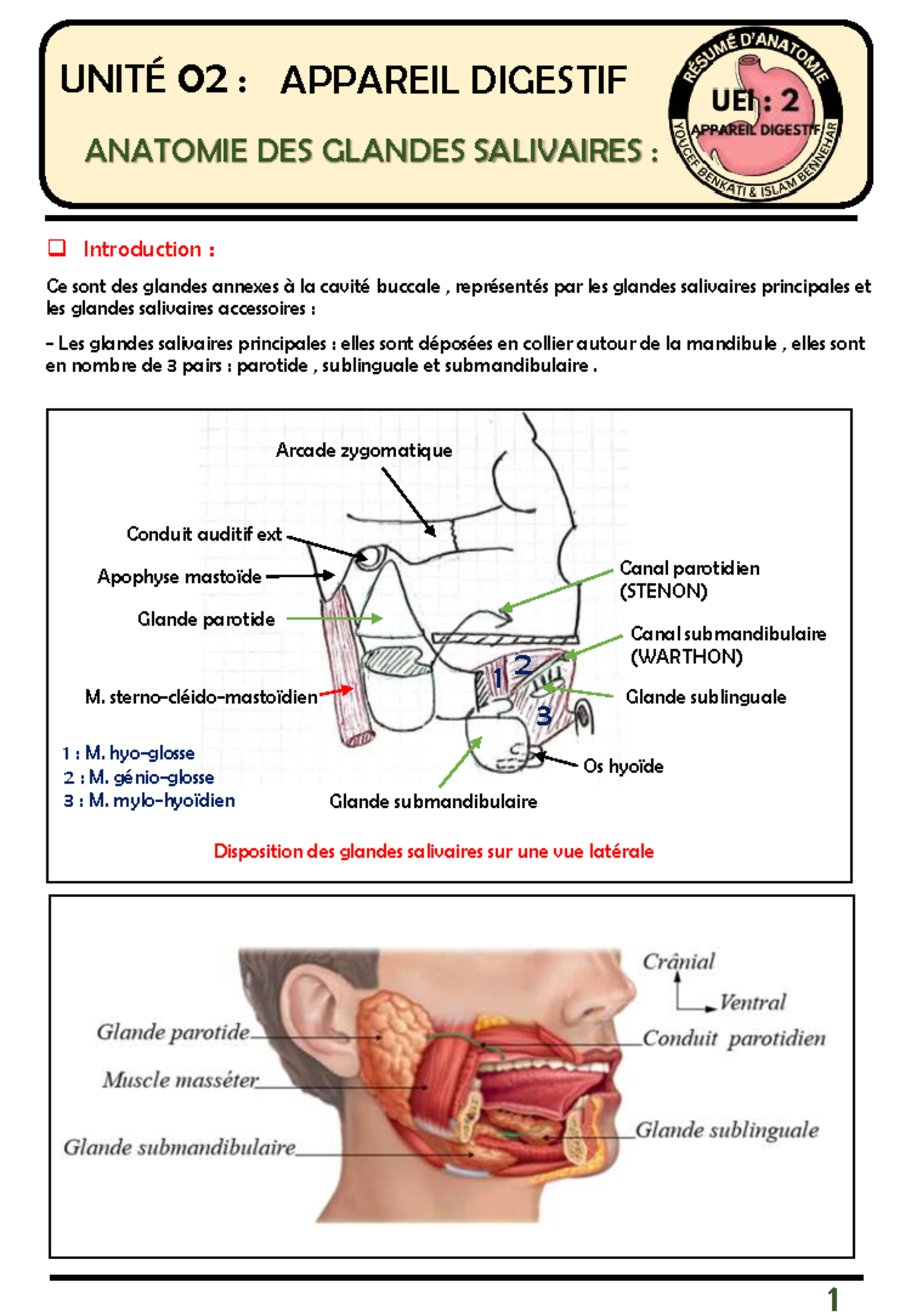UNIT 02 ANATOMIE DES GLANDES SALIVAIRES ET DIGESTION Studocu