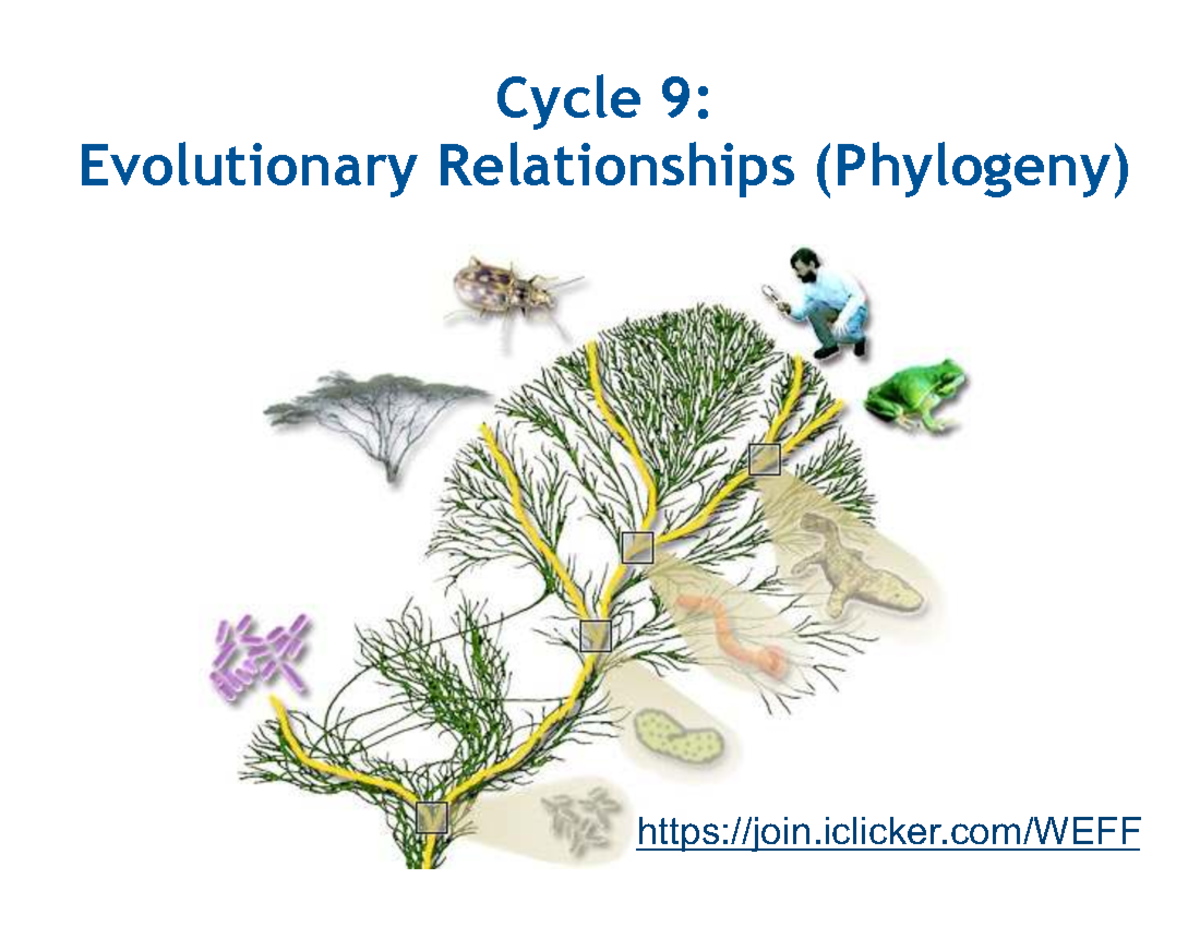 1001A Lec18: Understanding Phylogenetic Relationships and Cladistics ...