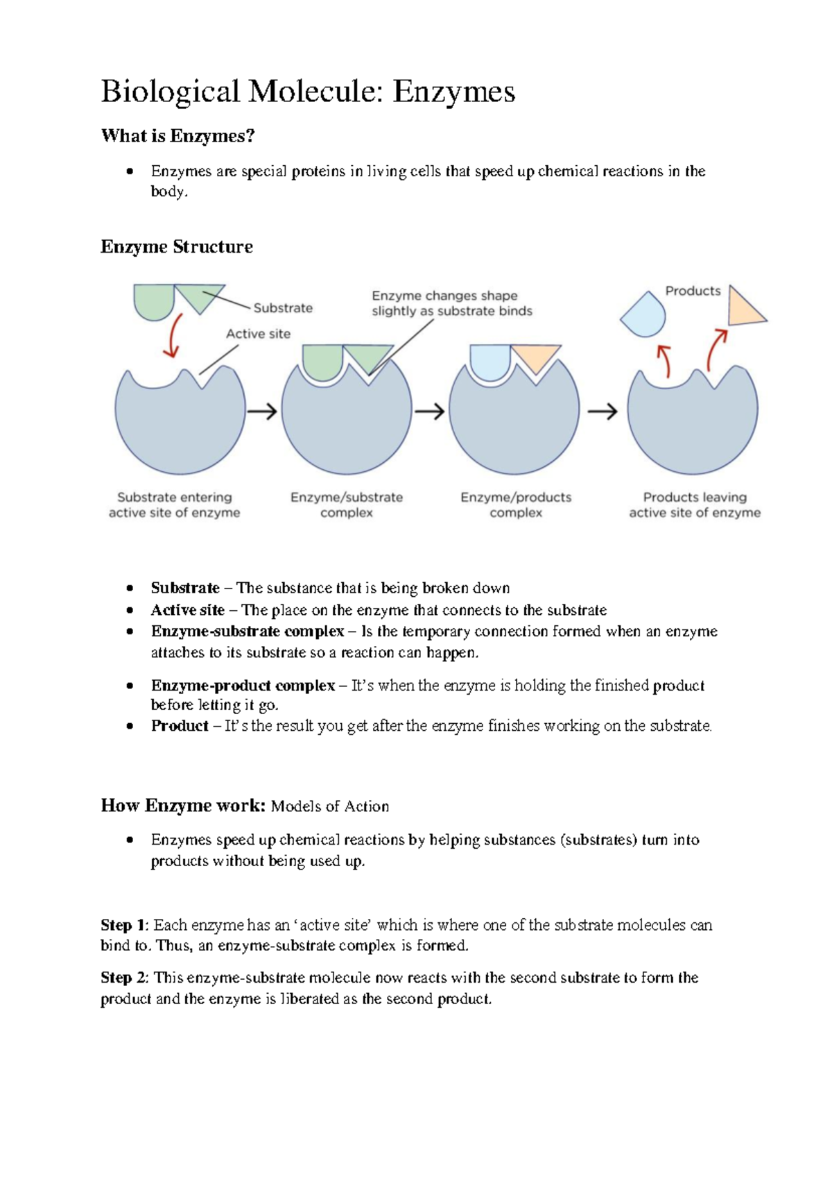 Biological Molecule: Enzymes - Key Concepts and Quiz (BIO101) - Studocu