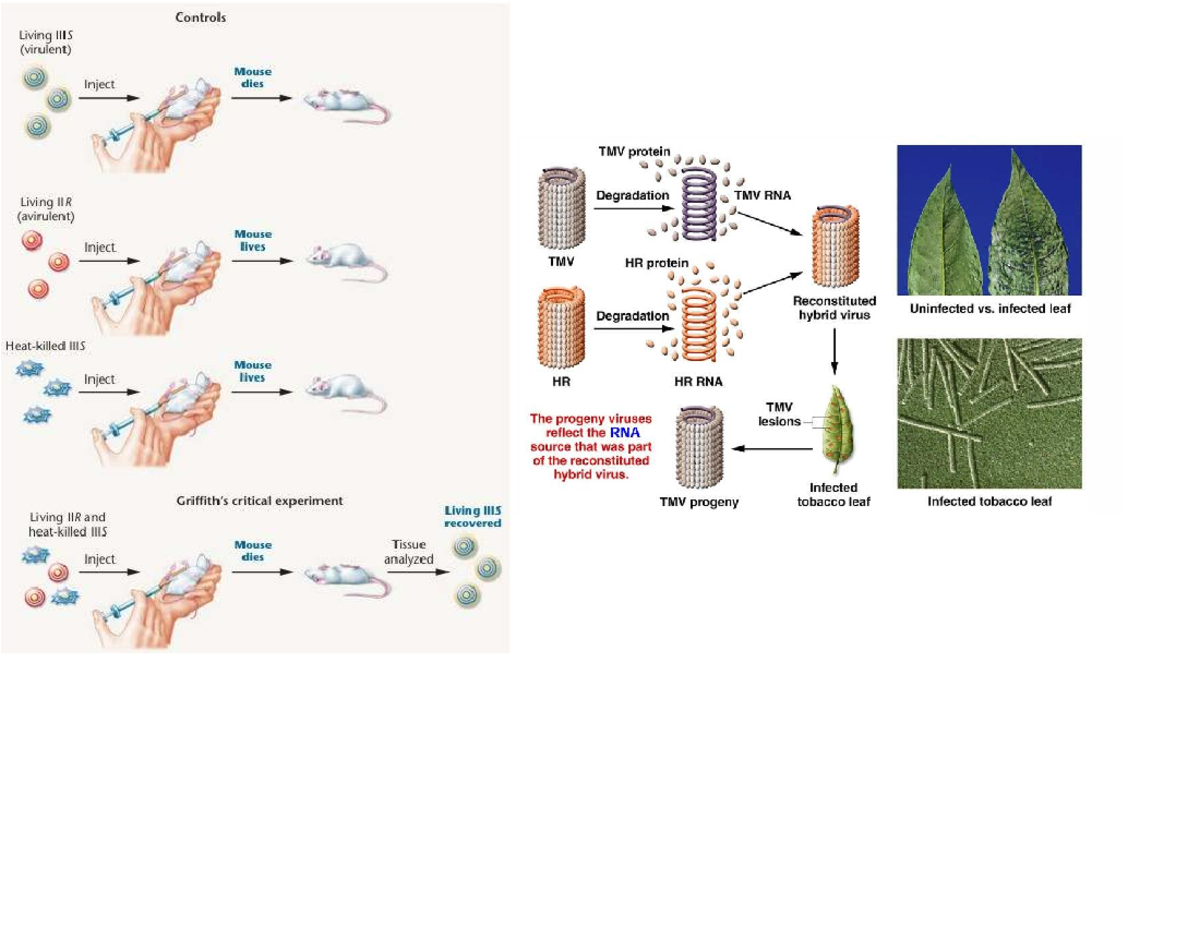 Lecture 1: TMV Protein and RNA Degradation in Mouse Models - Studocu
