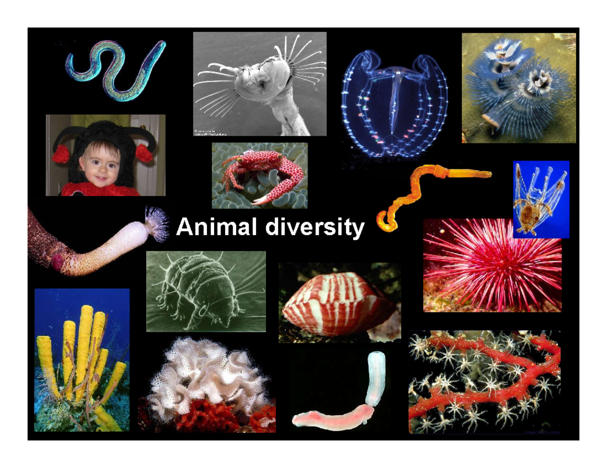 Animal Diversity: Evolutionary Innovations and Phylogenetics - Studocu