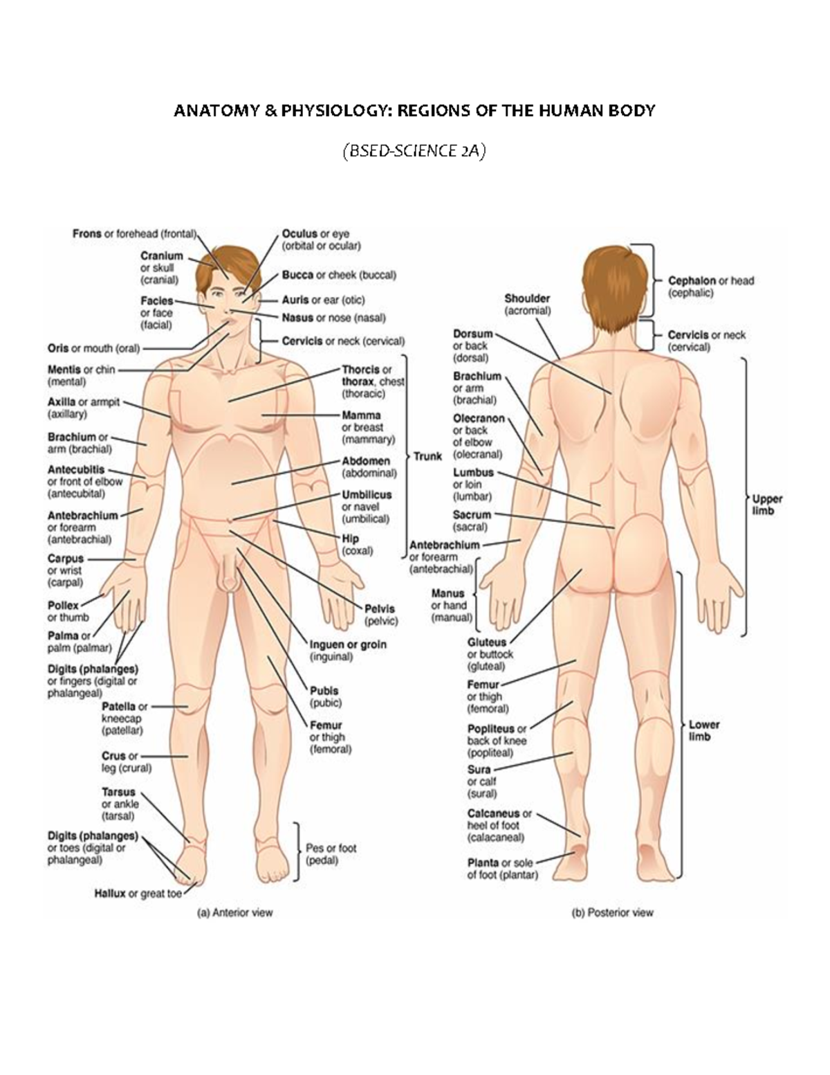 Anatomy 8815664796049484777: Regions of the Human Body Overview - Studocu