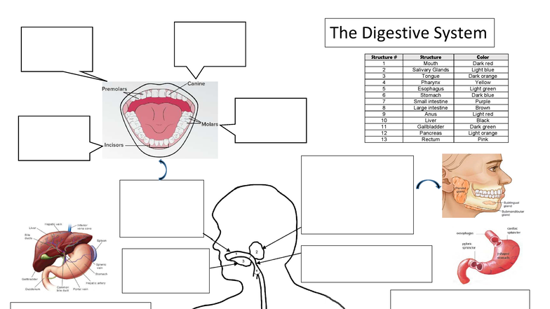 Digestive System Overview: Structure and Function Analysis - Structure ...