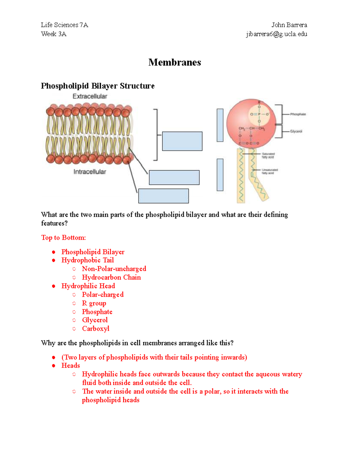 LS7A FA24 PLF Week 3A: Phospholipid Bilayer Structure & Function - Studocu