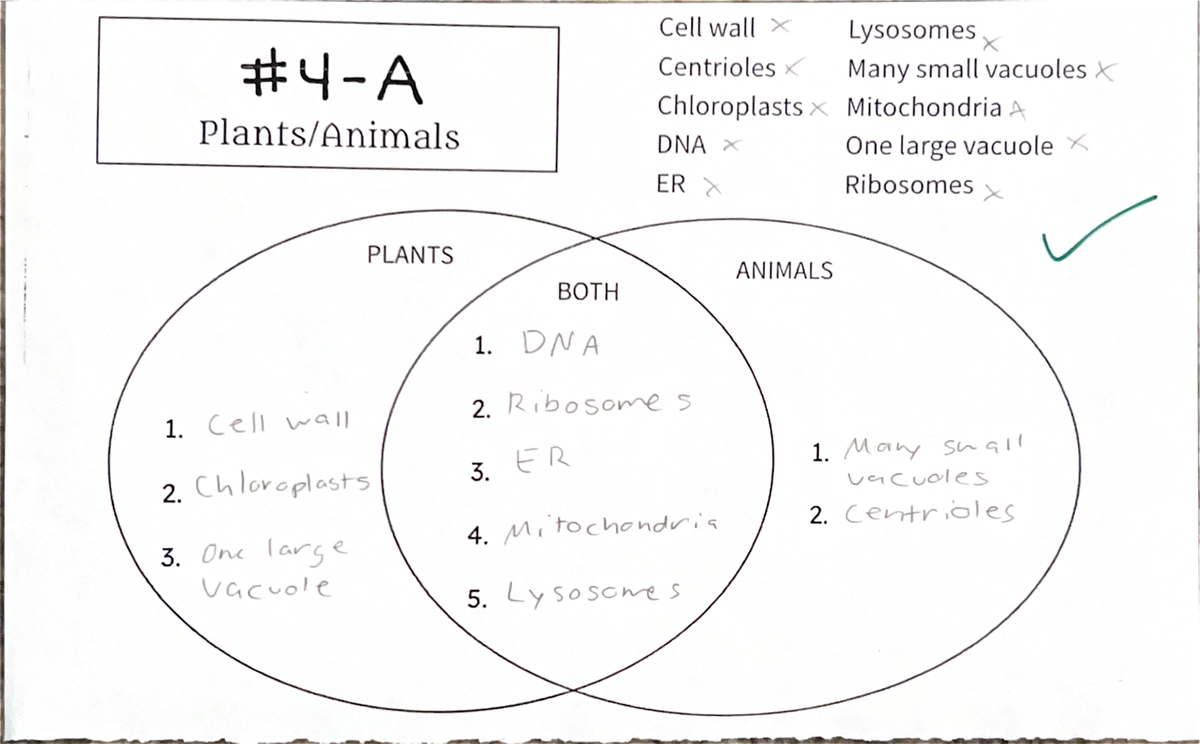 Plants and Animals Cells Venn diagram - Cell wall Lysosomes #4-A ...