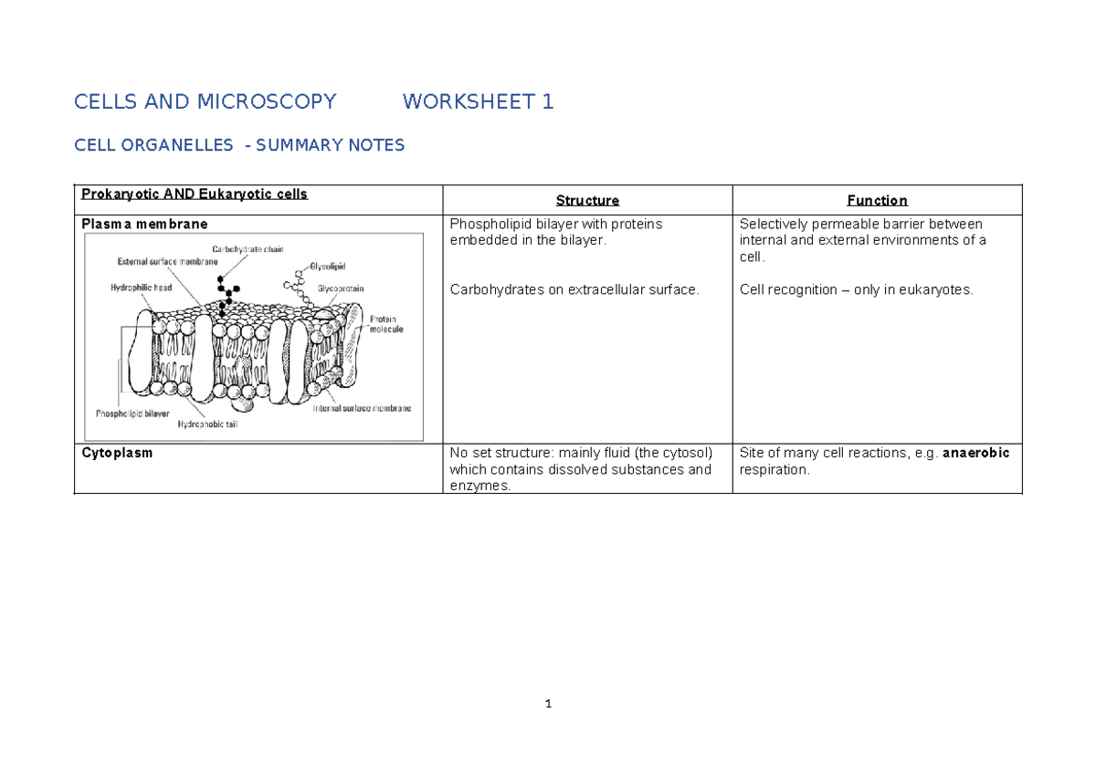 Cells-and-microscopy-worksheet-1 2 - CELLS AND MICROSCOPY WORKSHEET 1 ...