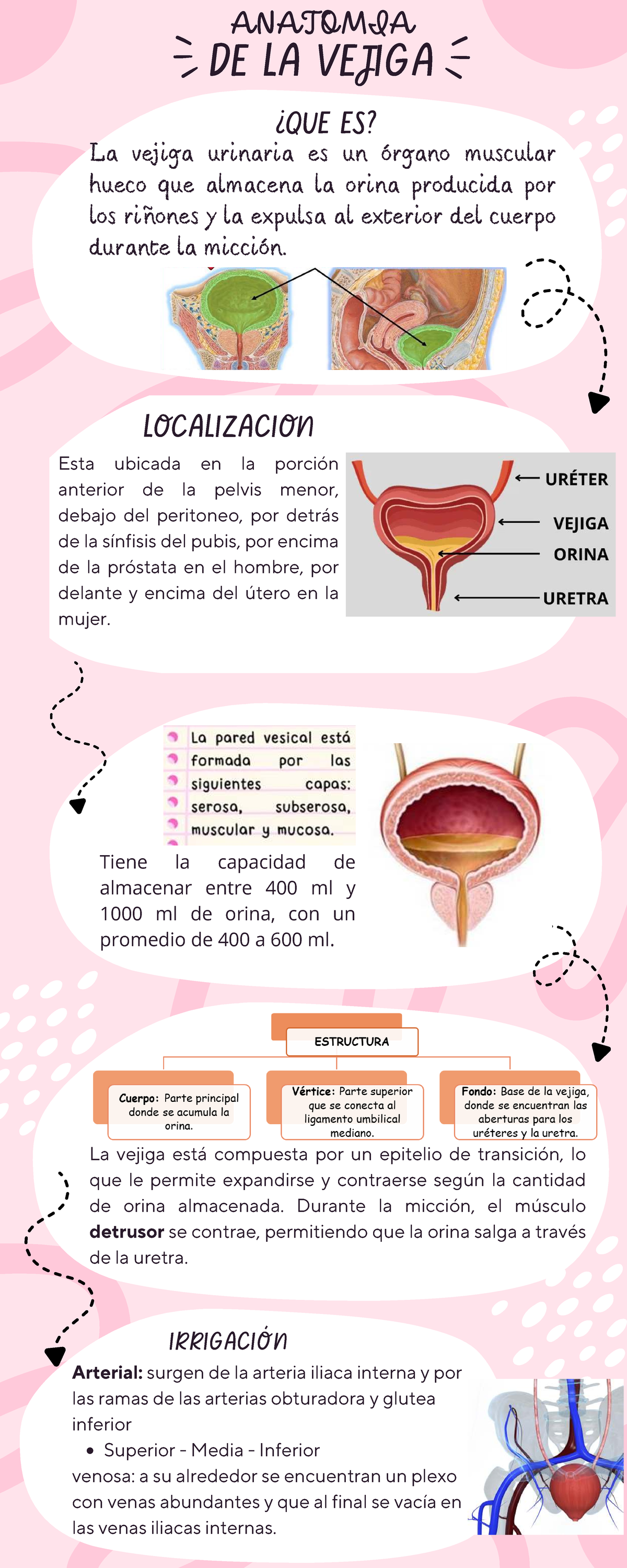 La Anatomía De La Vejiga 960x672
