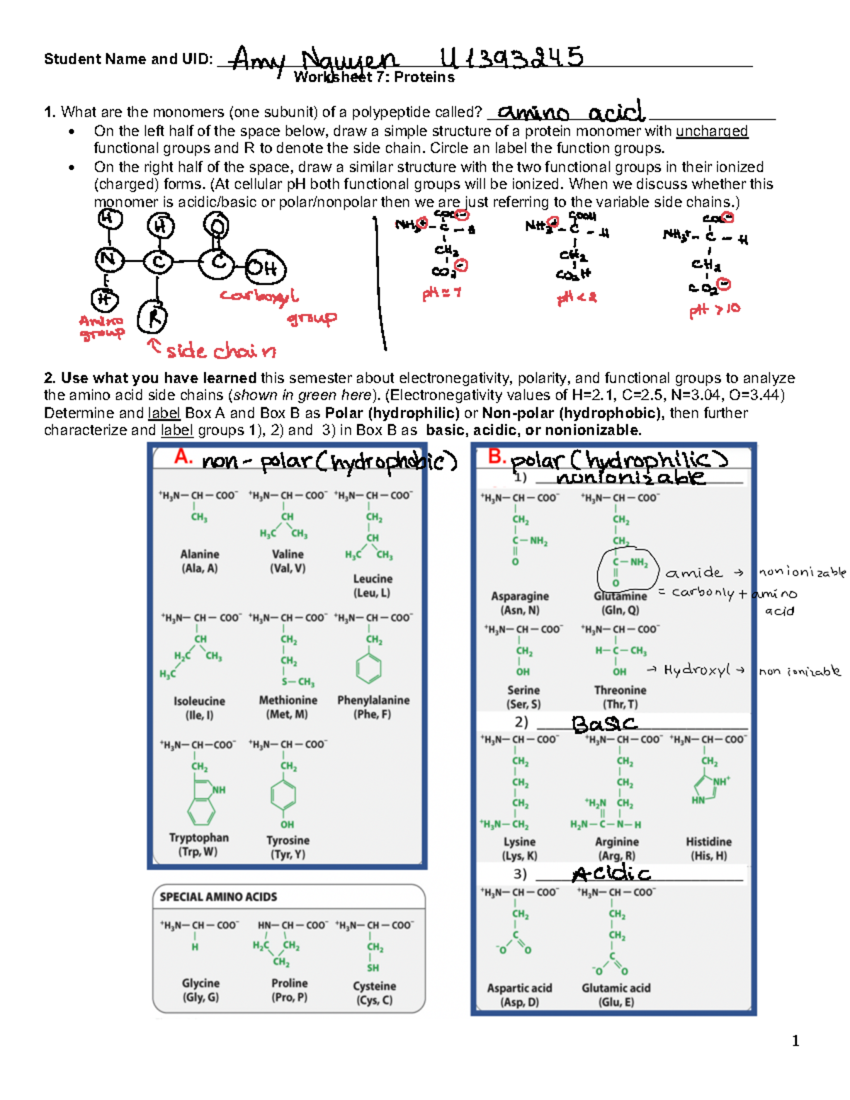 Worksheet+7+proteins - 1 Student Name and UID: - Studocu