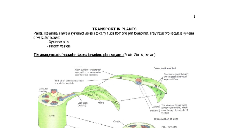 Transport in Plants: Vascular Systems and Water Movement (BIO 231 ...