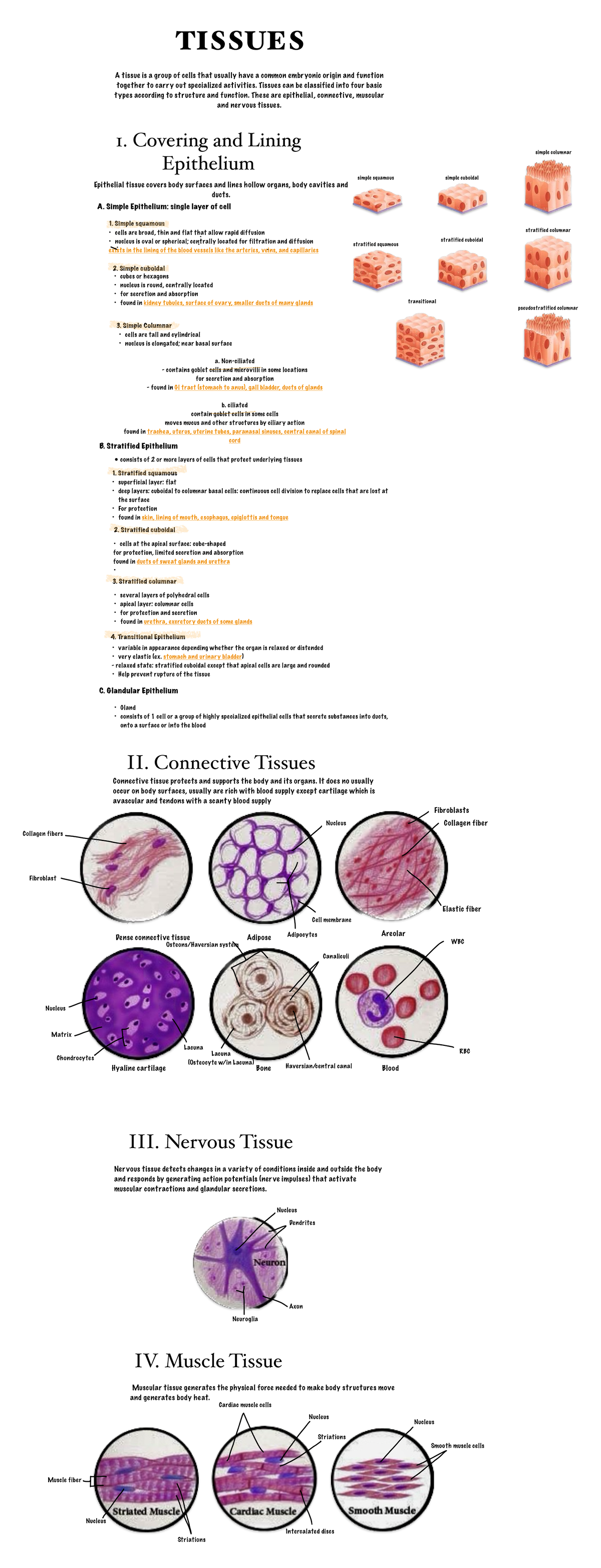 Tissues - 1. Covering and Lining Epithelium A. Simple Epithelium ...