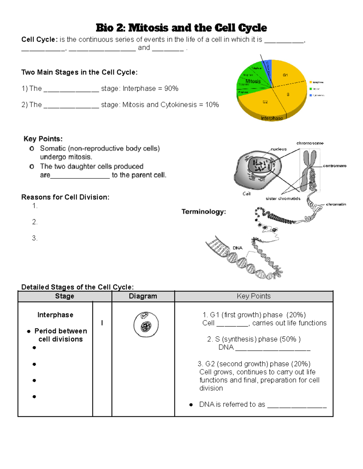 Cell Cycle Overview - Bio 10 - Lesson 2: Mitosis Explained - Studocu