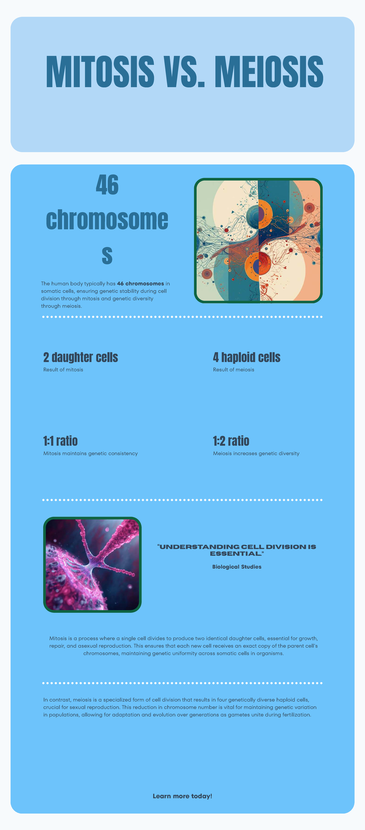 BIOL 101: Infographic on Mitosis vs. Meiosis Explained - Studocu
