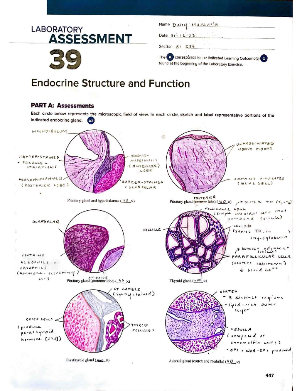 Laboratory Assessment 39: Endocrine Structure and Function - LABORATORY ...