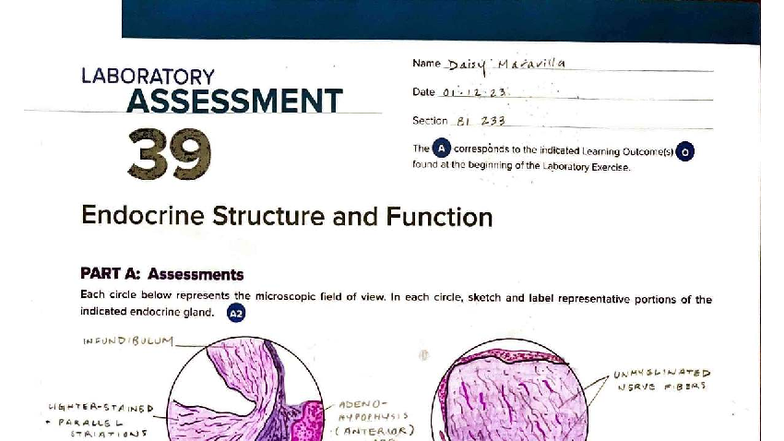 Laboratory Assessment 39: Overview of Endocrine Structures & Functions ...
