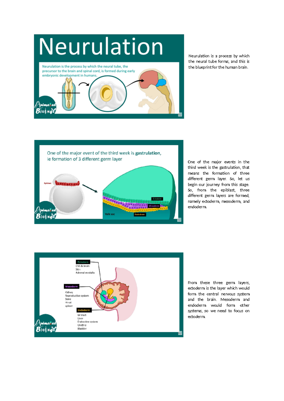 Neurulation Overview: Key Stages & Significance in CNS Development ...