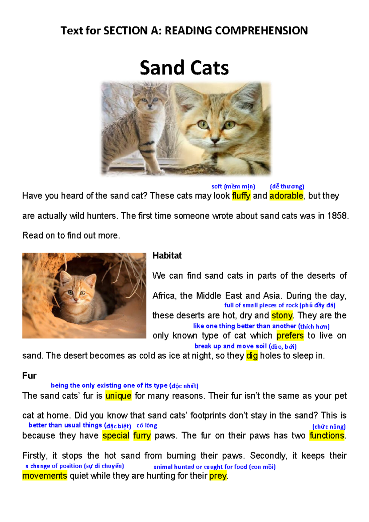 Sand Cats: A Closer Look at Their Unique Habitat and Characteristics ...