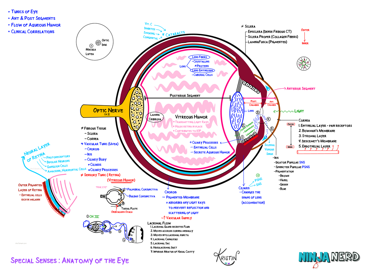Eye Anatomy - TUNICS OF EYE ANT POST SEGMENTS FLOW OF AQUEOUS Humor VIT ...