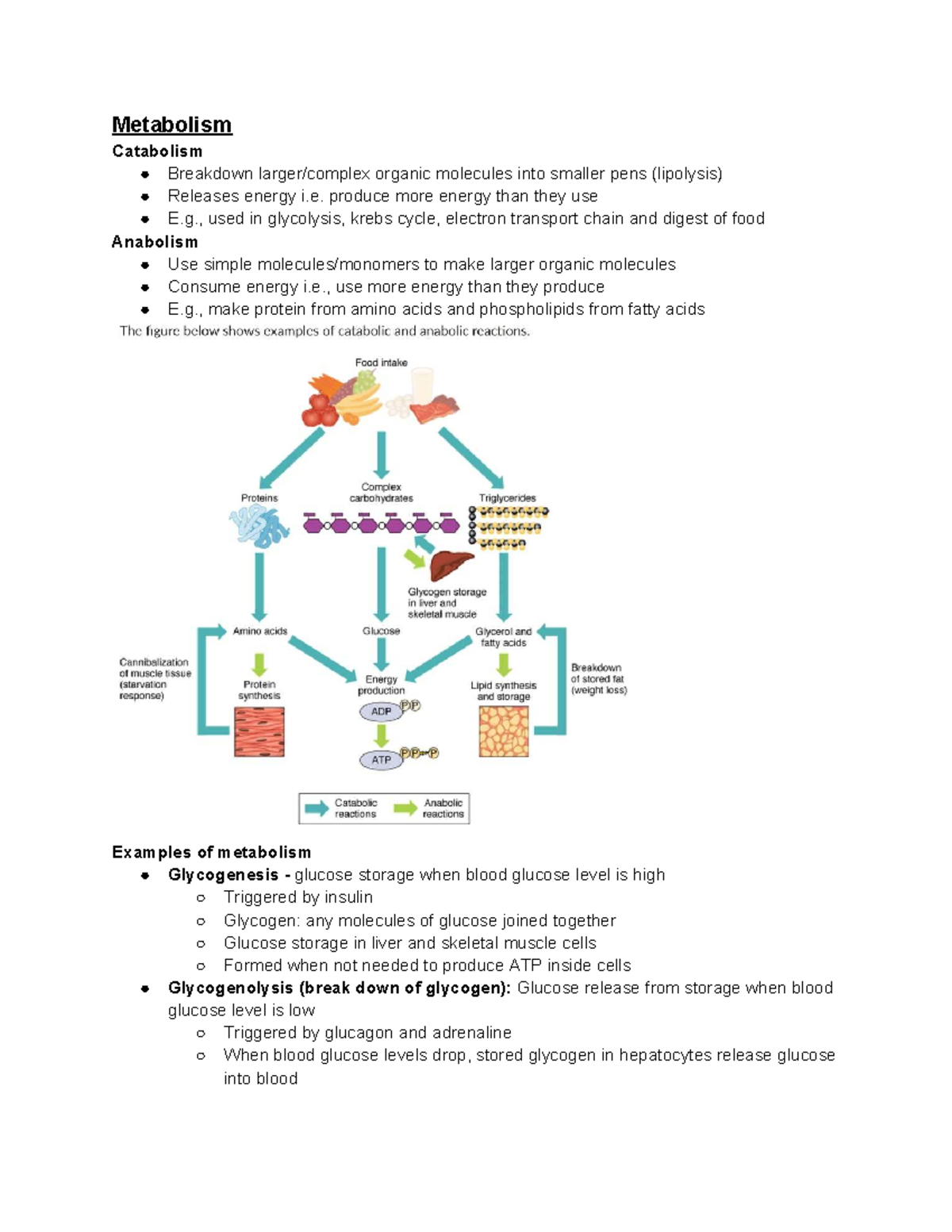 Biology 101: Week 3 - Metabolism, Tissues, and Homeostasis Overview ...