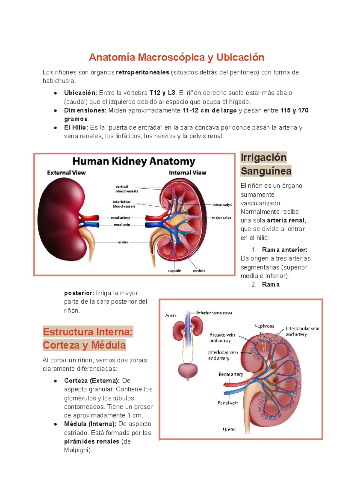 Anatomía y Función del Riñón: Estudio Detallado del Órgano Renal - Studocu