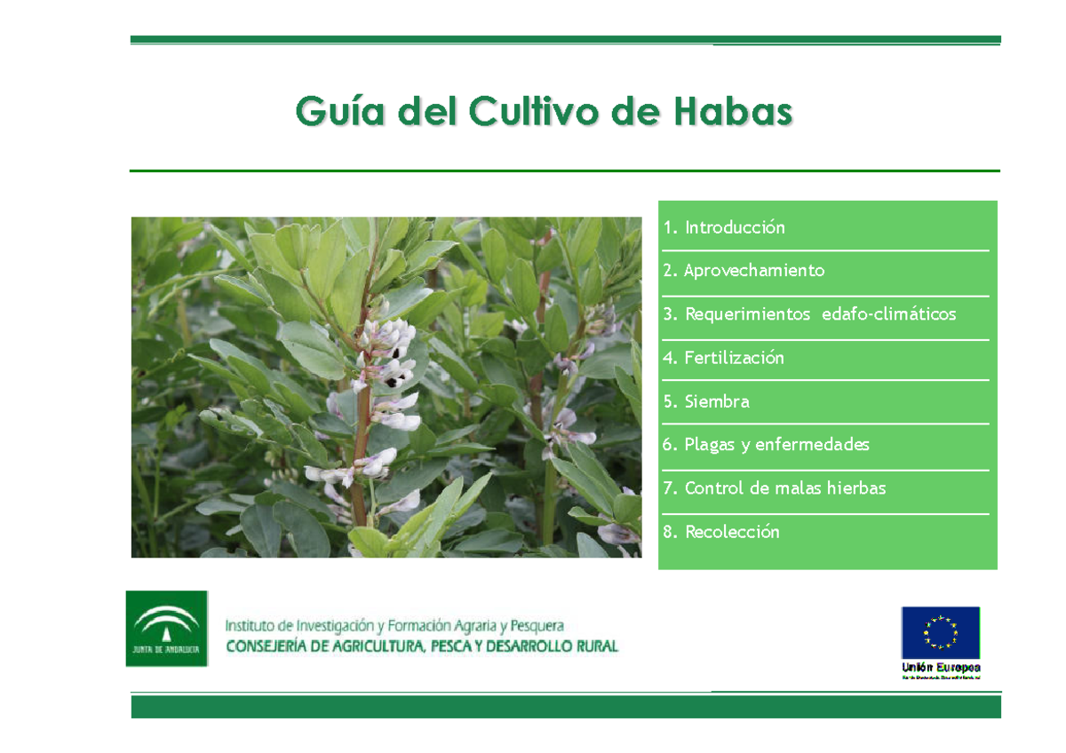 Gua Completa del Cultivo de Habas (Vicia faba) - Instituto IFAPA - Studocu