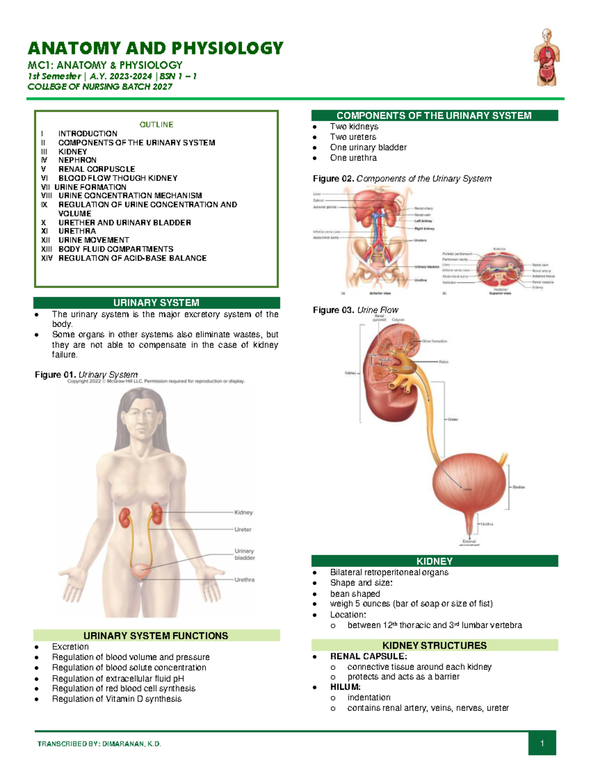 ANATOMY AND PHYSIOLOGY MC1: LEC 18 URINARY SYSTEM OVERVIEW - Studocu