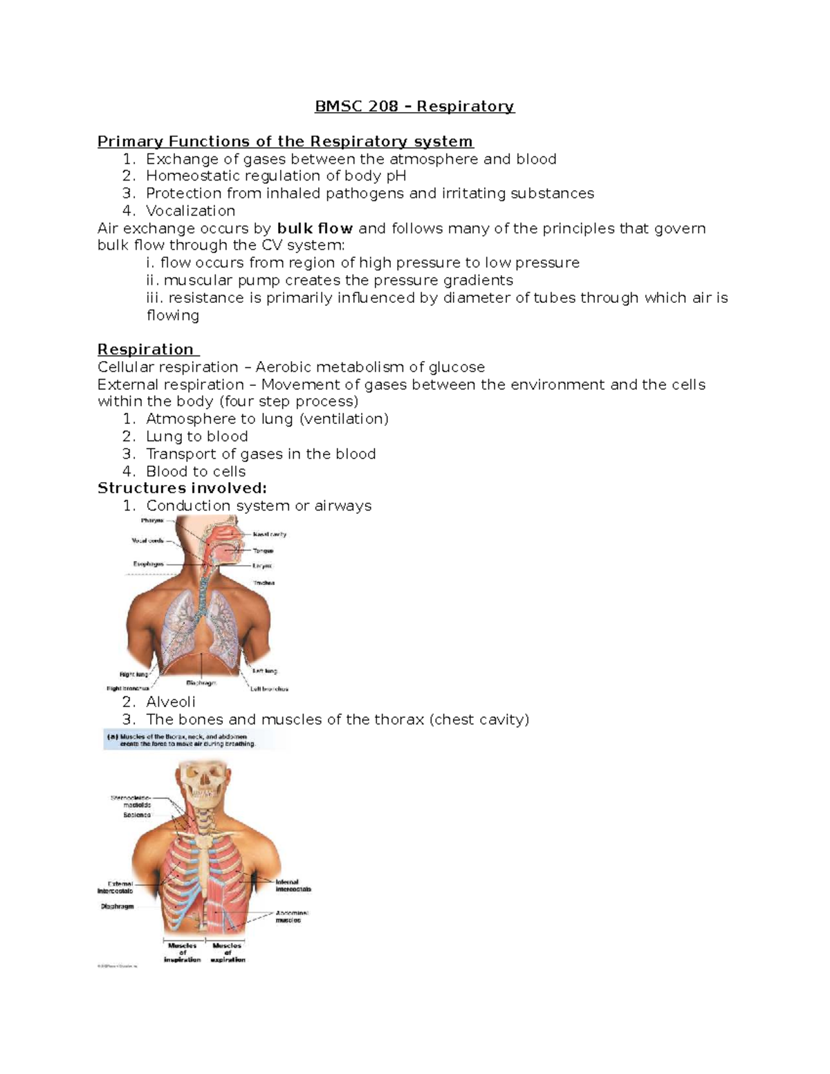 BMSC 208 - Respiratory System Functions and Gas Exchange Mechanisms ...