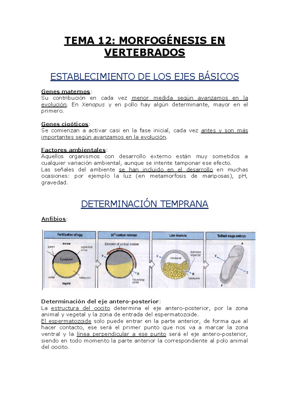 TEMA 12: MORFOGÉNESIS EN VERTEBRADOS Y SU DESARROLLO EMBRIONARIO - Studocu