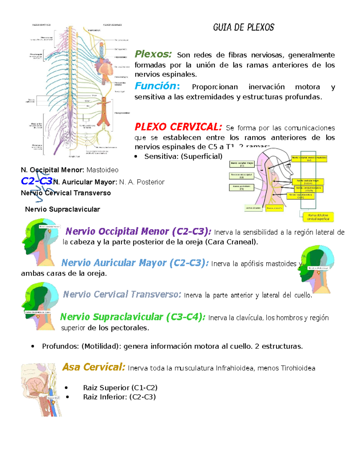 GUÍA DE PLEXOS NERVIOSOS: Anatomía y Funciones Esenciales - Studocu