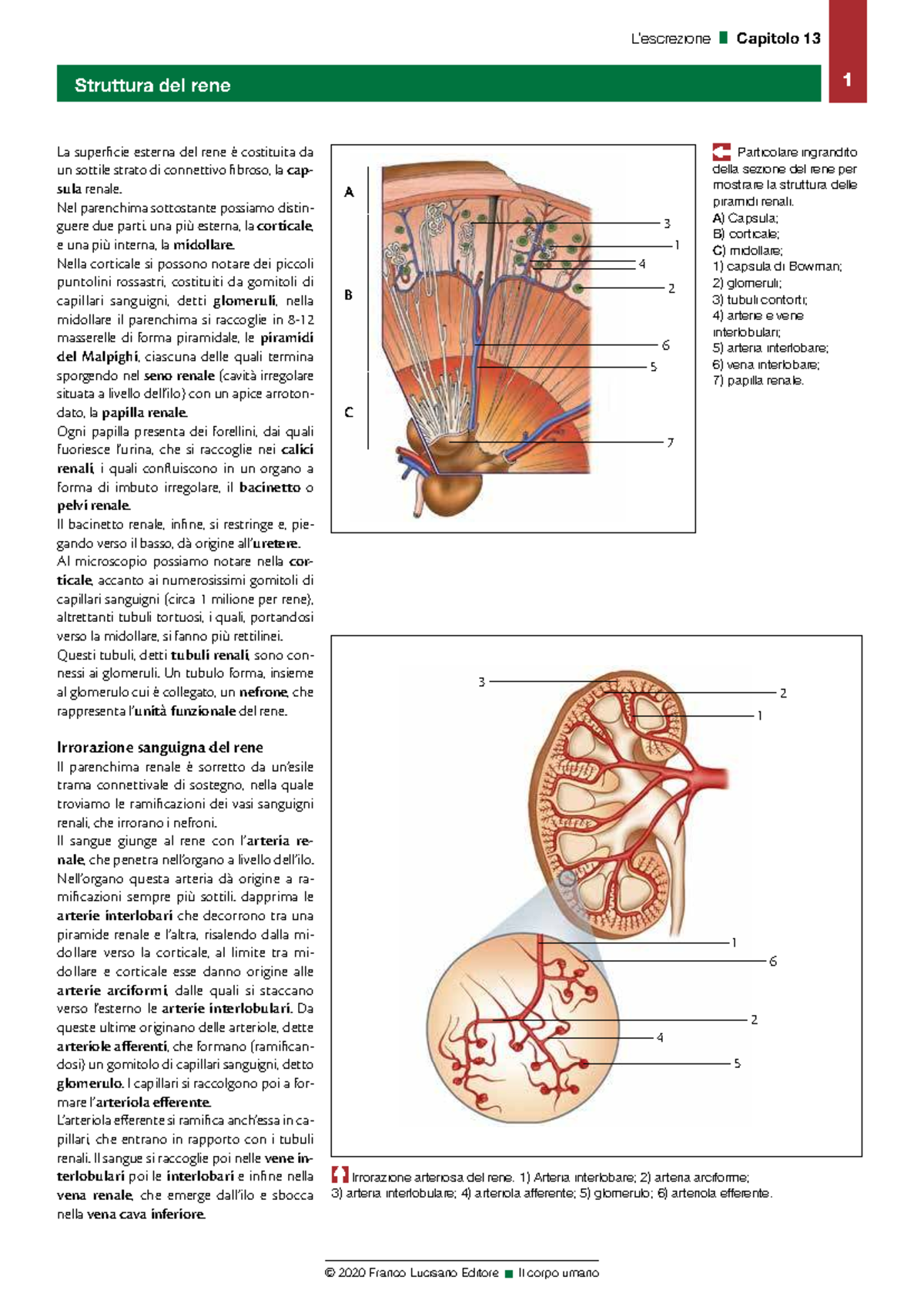 Capitolo 13: Struttura del Rene - Appunti e Dettagli Anatomici - Studocu