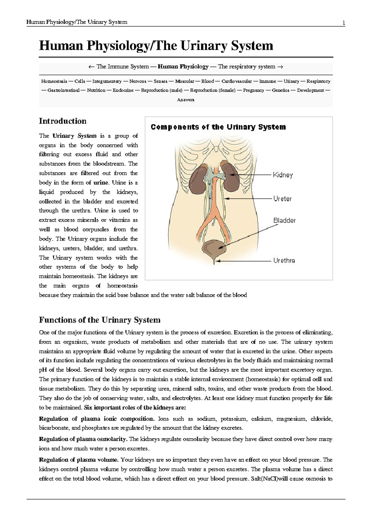 Human Physiology: The Urinary System Overview and Functions - Studocu