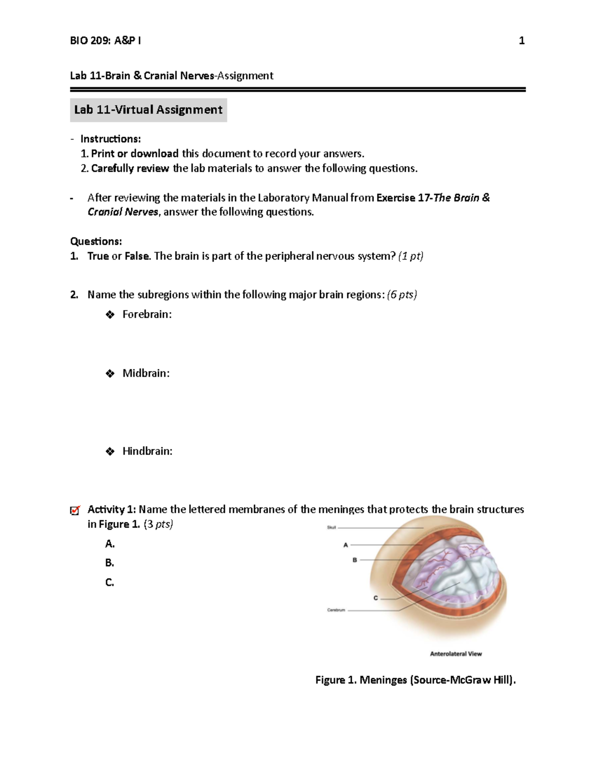 BIO 209: Lab 11 Cranial Nerves and Brain Structures Assignment - Studocu