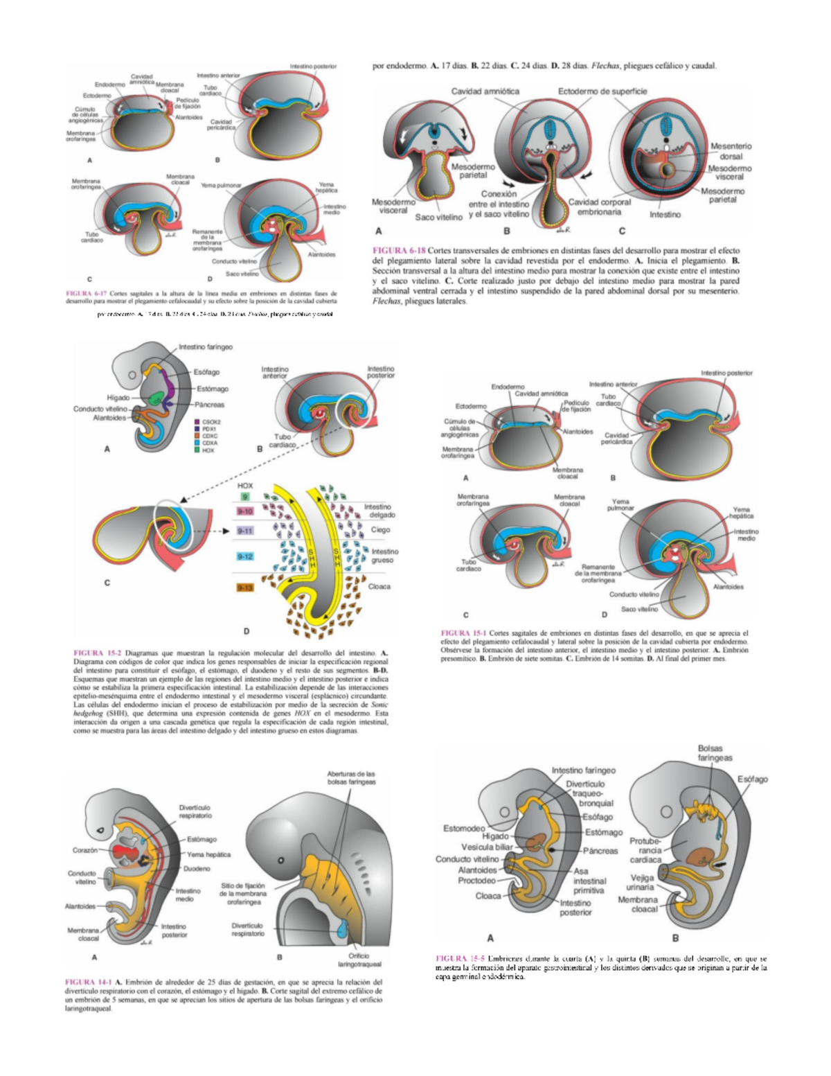 Imagenes de Desarrollo del Intestino por Endodermo en Embriología II ...