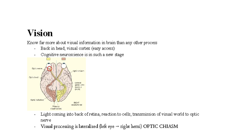 PSYC3270 Midterm 2 Lecture Notes: Visual Processing in the Brain - Studocu