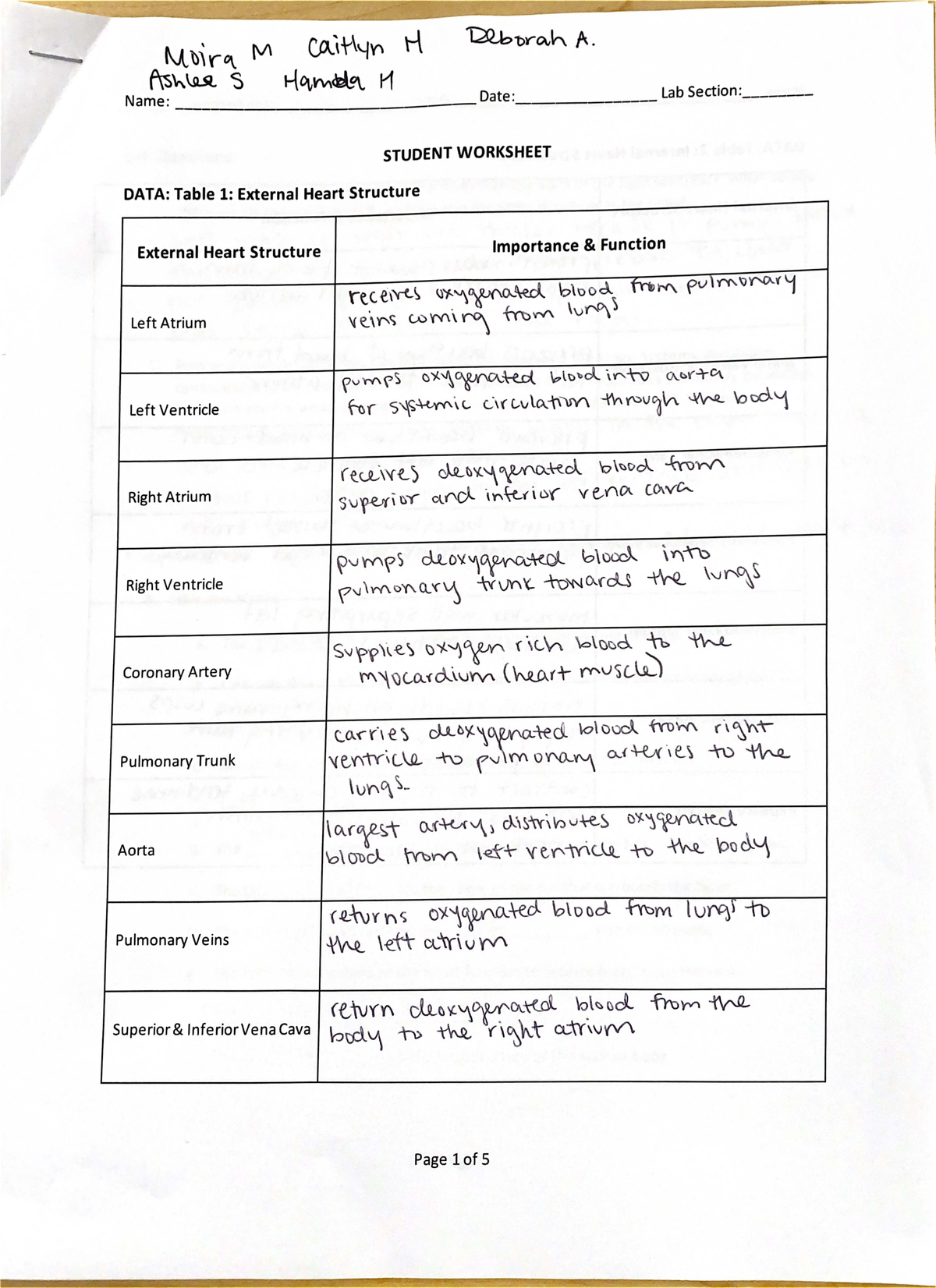 BIO 202 Lab Module 2 - Heart Structure and Function Worksheet - Studocu
