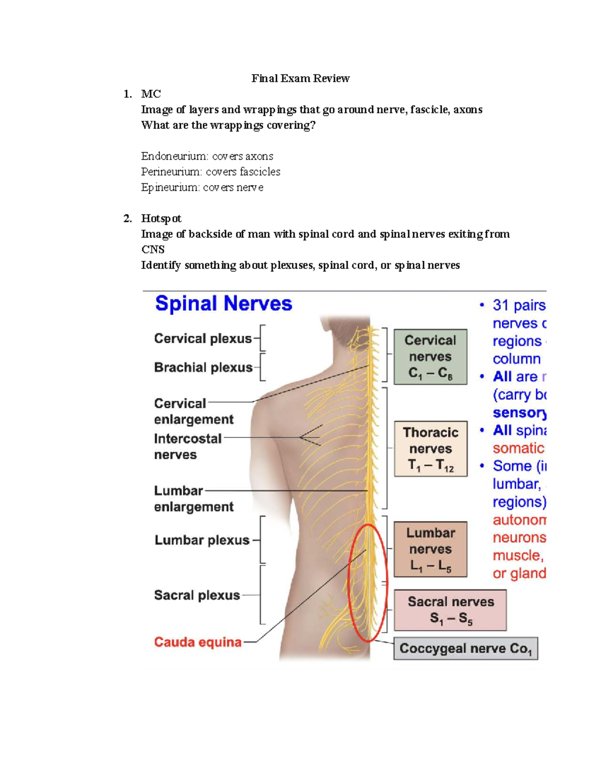 Body Regions Worksheet