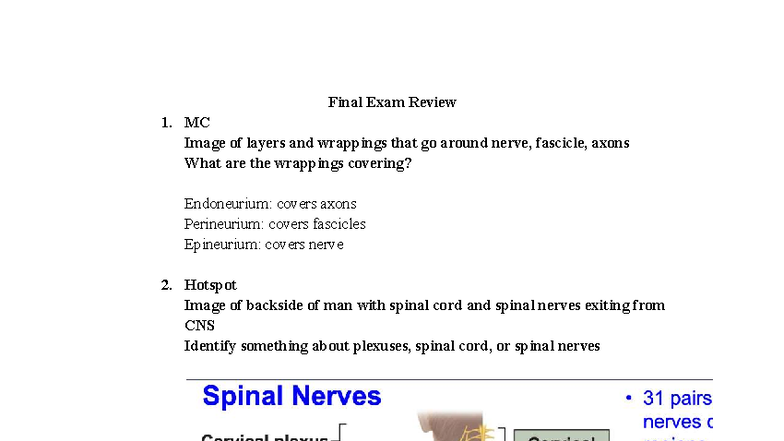 A&P 101 Final Exam Review: Nerve Structures & Cranial Nerves - Studocu