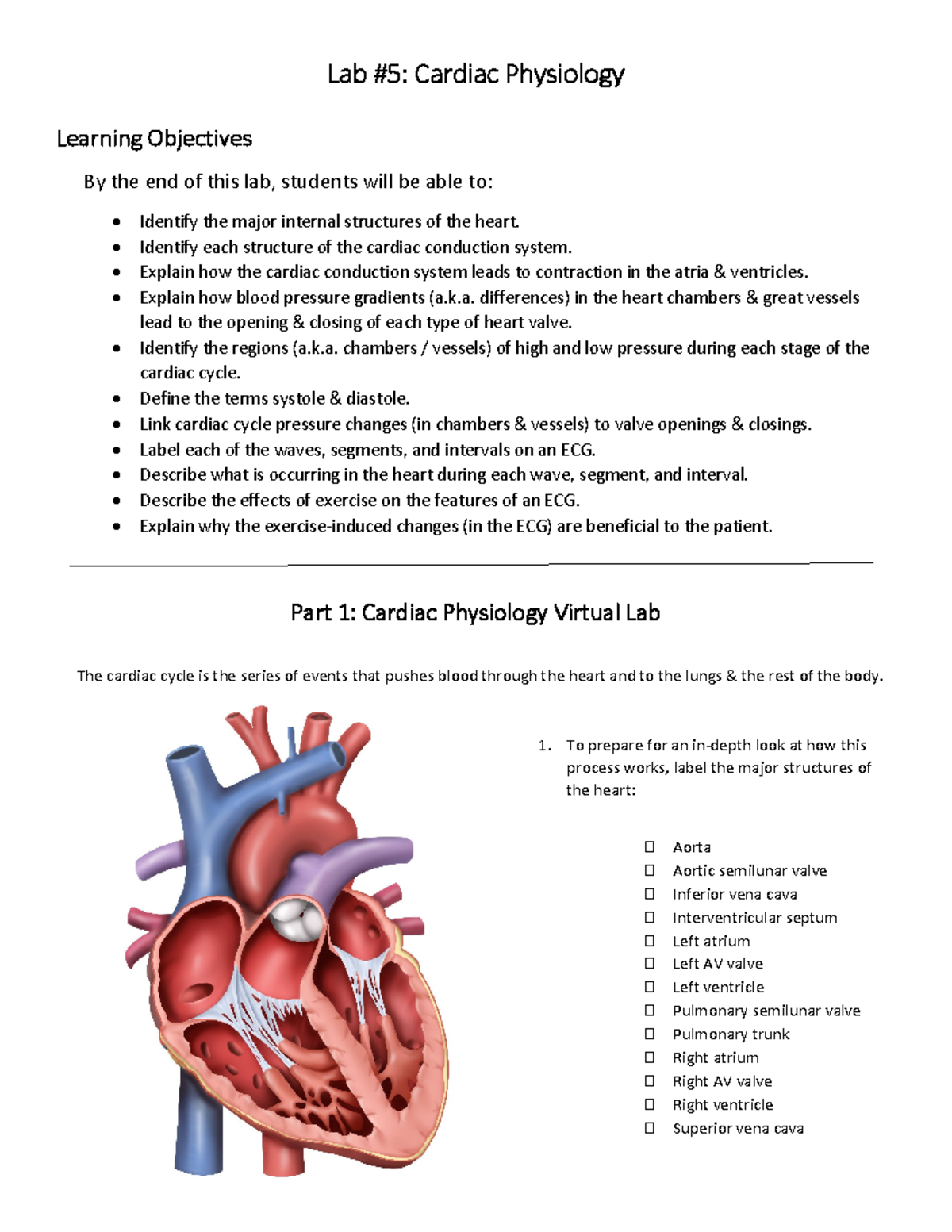 Lab #5 - Cardiac Physiology Learning Objectives and Key Concepts - Studocu