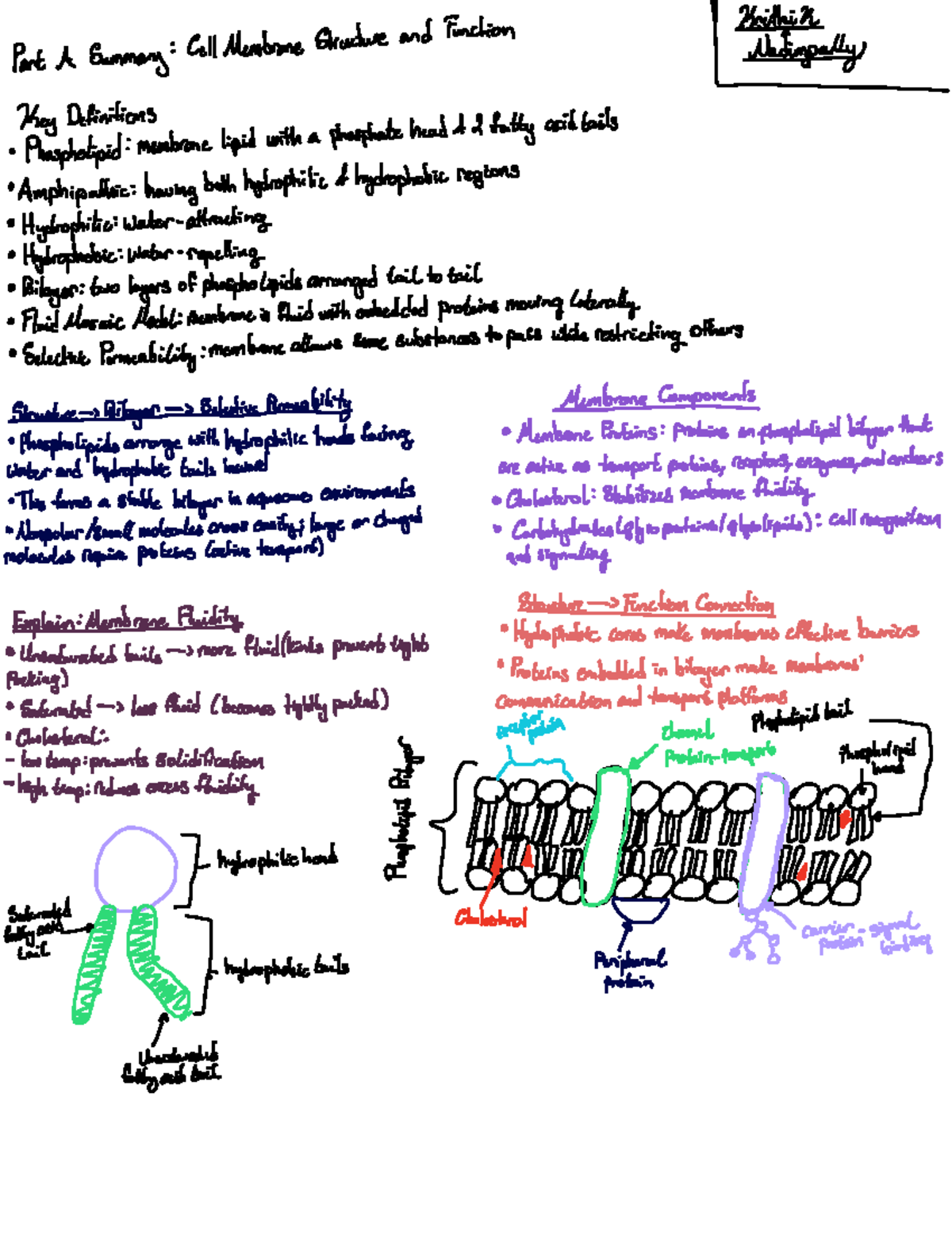 BIO 152 Lecture Summaries: Cell Membrane Structure & Transport - Studocu